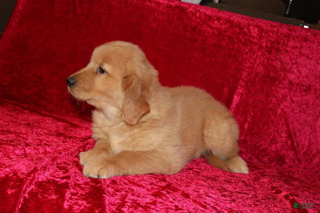 Golden Retriever dogs for sale: Golden Retriever Puppy 1 - Ad 8