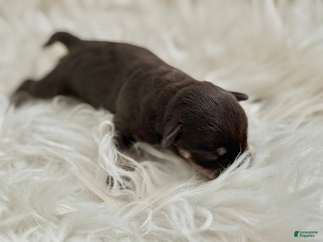 Miniature Schnauzer dogs for sale: Miniature Schnauzer Puppy 4 - Ad 9