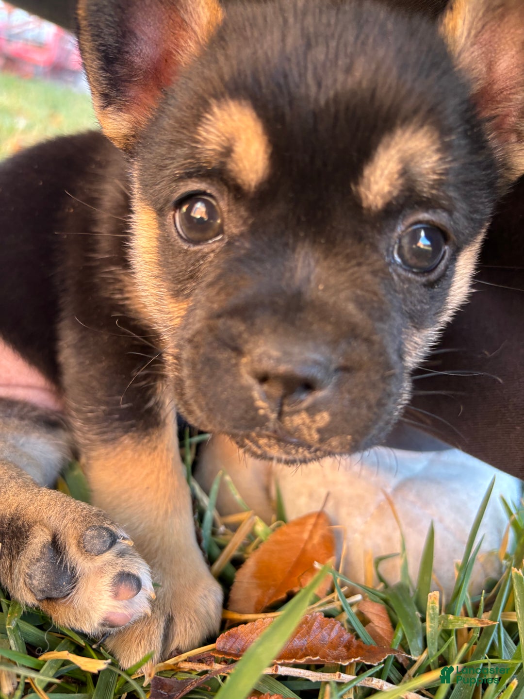 French Bulldog dogs for sale: Fratelli- French/pomsky - Ad 1