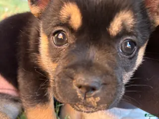 French Bulldog dogs Fratelli- French/pomsky - Ad 5