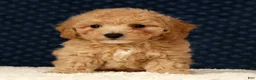 Bichpoo dogs for sale: Gina - Ad 7