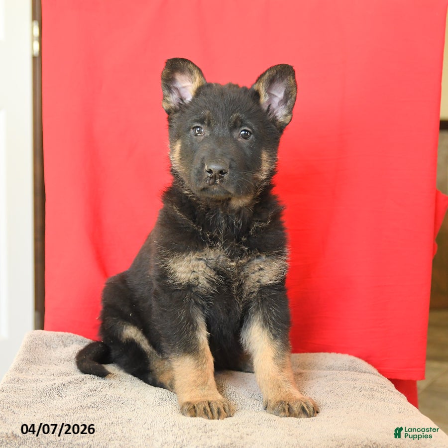 German Shepherd dogs Monty - Ad 2