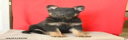 German Shepherd dogs for sale: Monty - Ad 2