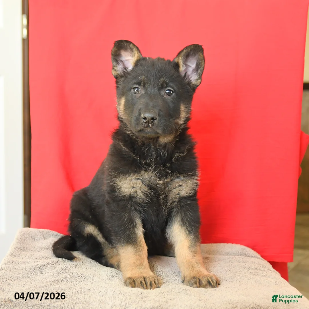 German Shepherd dogs for sale: Monty - Ad 2