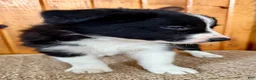 Border Collie dogs for sale: Toby - Ad 4