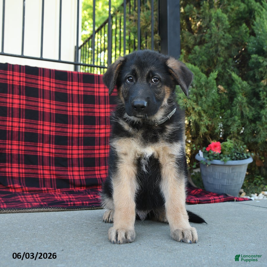 Mixed Breed dogs River  - Ad 1