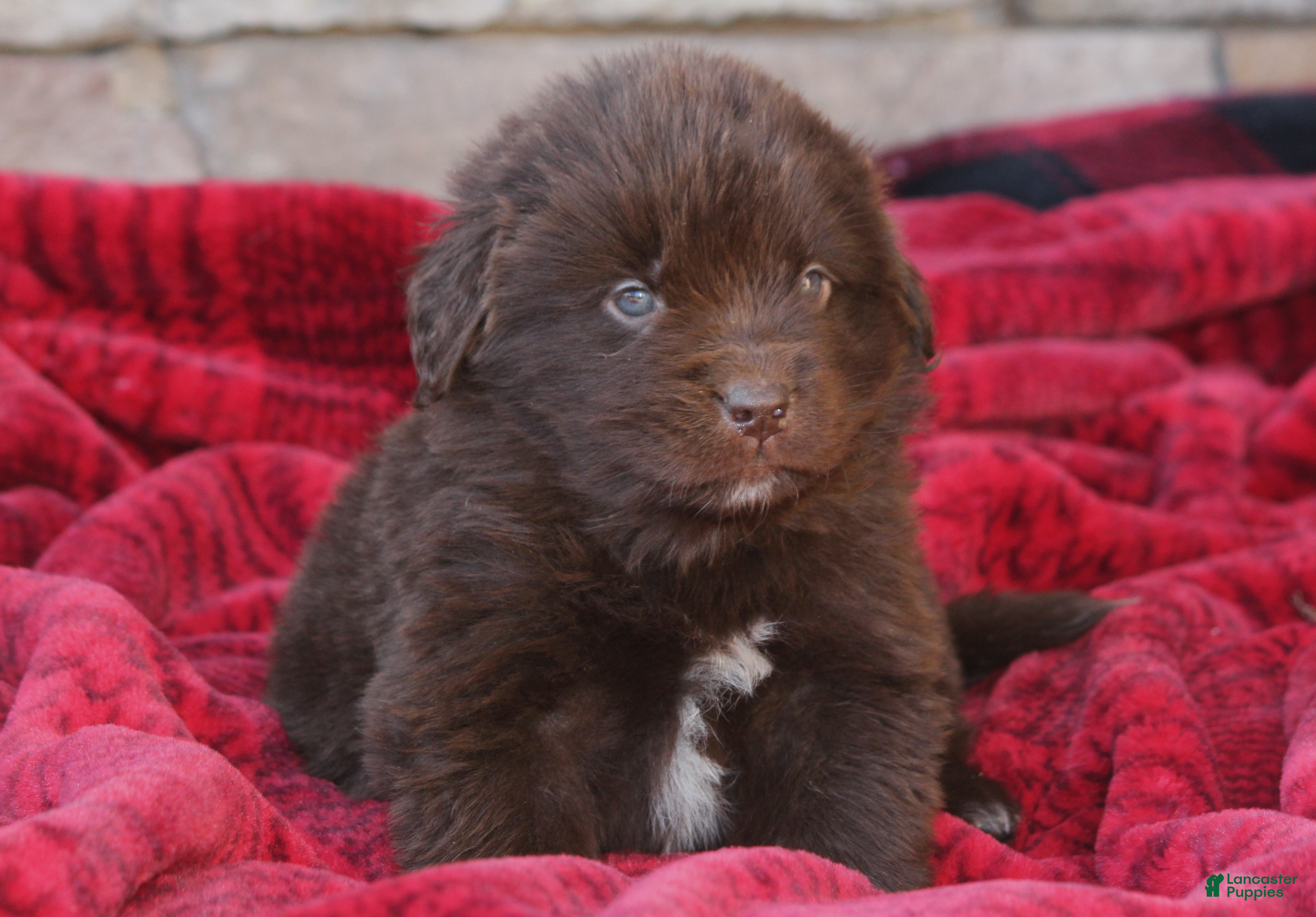 Newfoundland dogs Pansy  - Ad 9