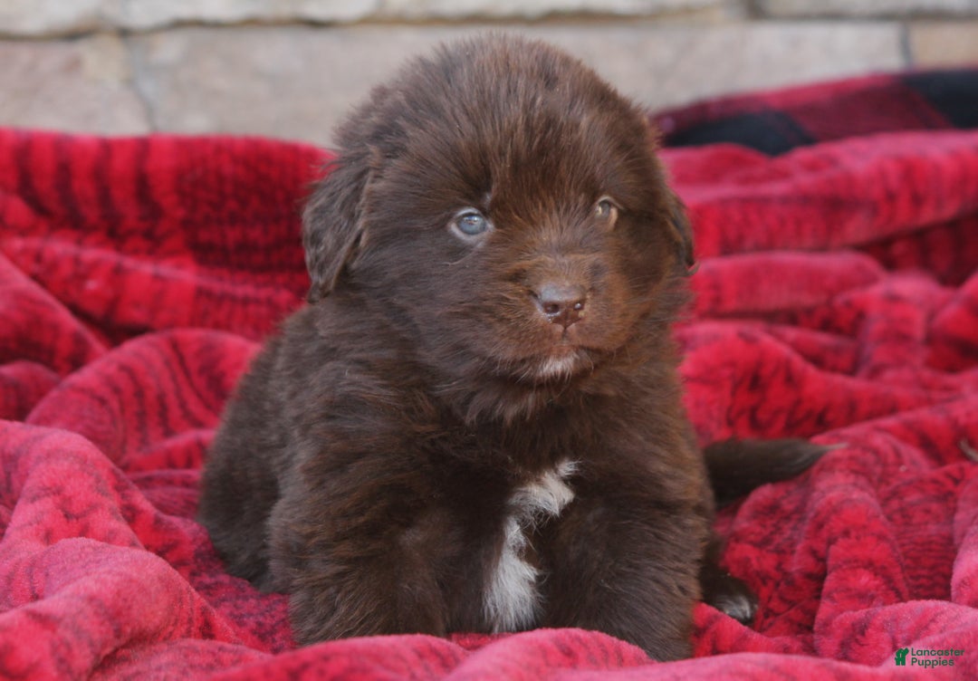 Newfoundland dogs for sale: Pansy  - Ad 1