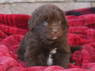 Newfoundland dogs Pansy - Ad 21