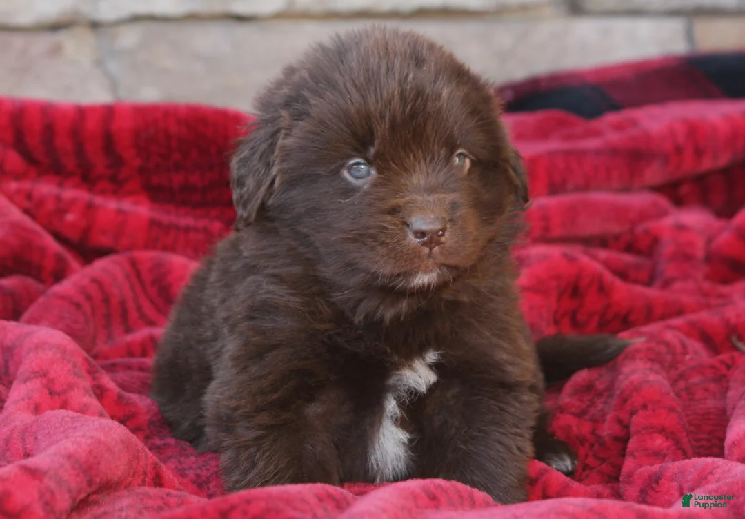Newfoundland dogs for sale: Pansy  - Ad 20