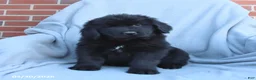 Newfoundland dogs for sale: Macy - Ad 3