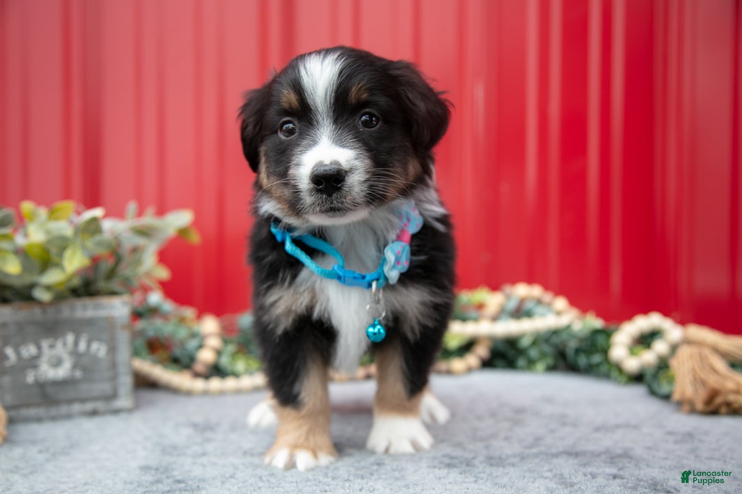 Miniature Australian Shepherd dogs for sale: Leo - Ad 3