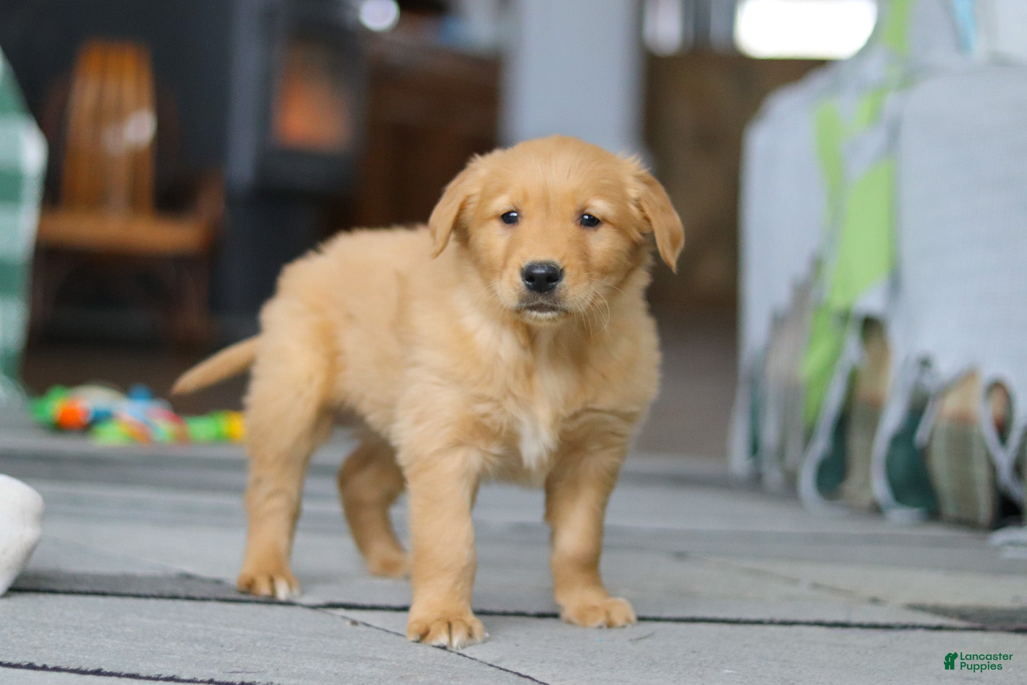 Golden Retriever dogs Banjo - Ad 1