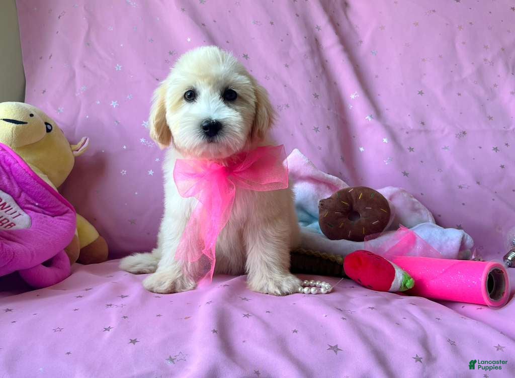 Maltipoo dogs Coco Channel - Ad 1