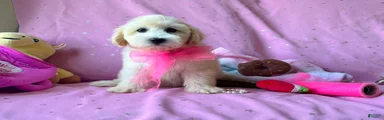 Coco Channel