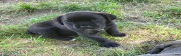 Cane Corso dogs for sale: Cane Corso 4 - Ad 2