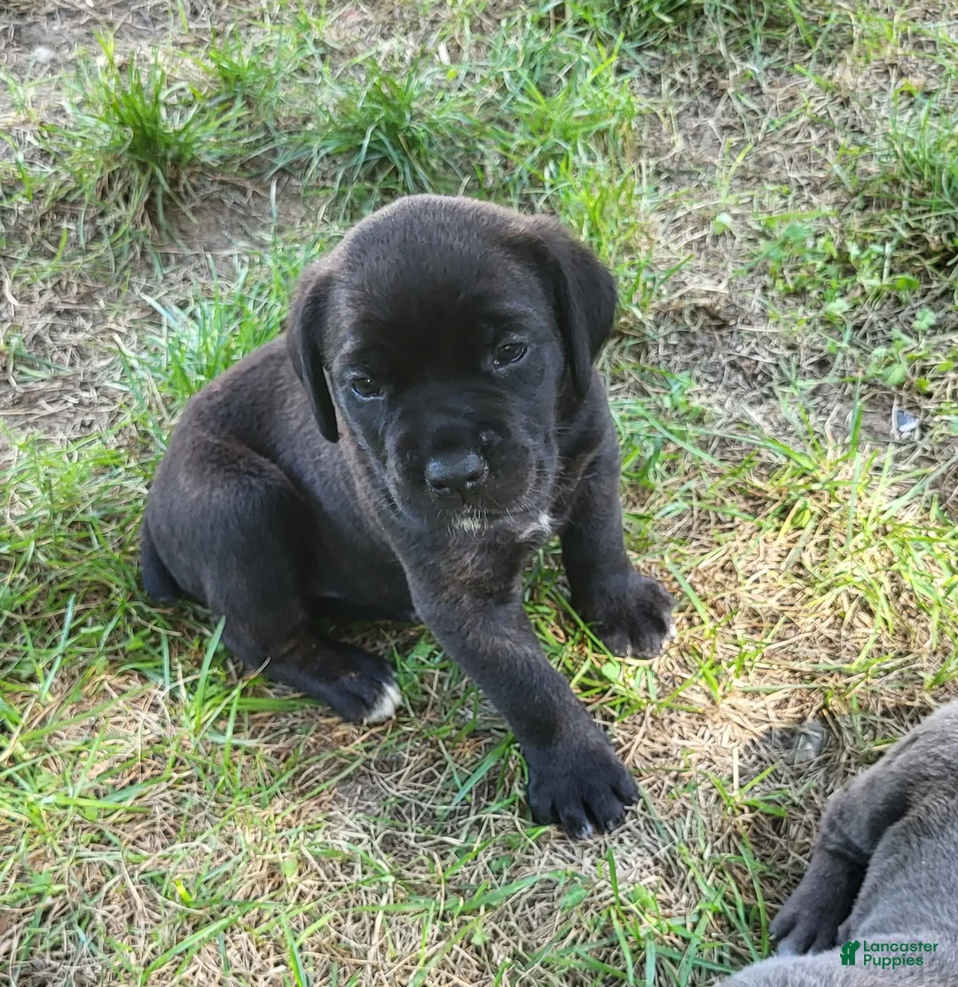 Cane Corso dogs for sale: Cane Corso 4 - Ad 2