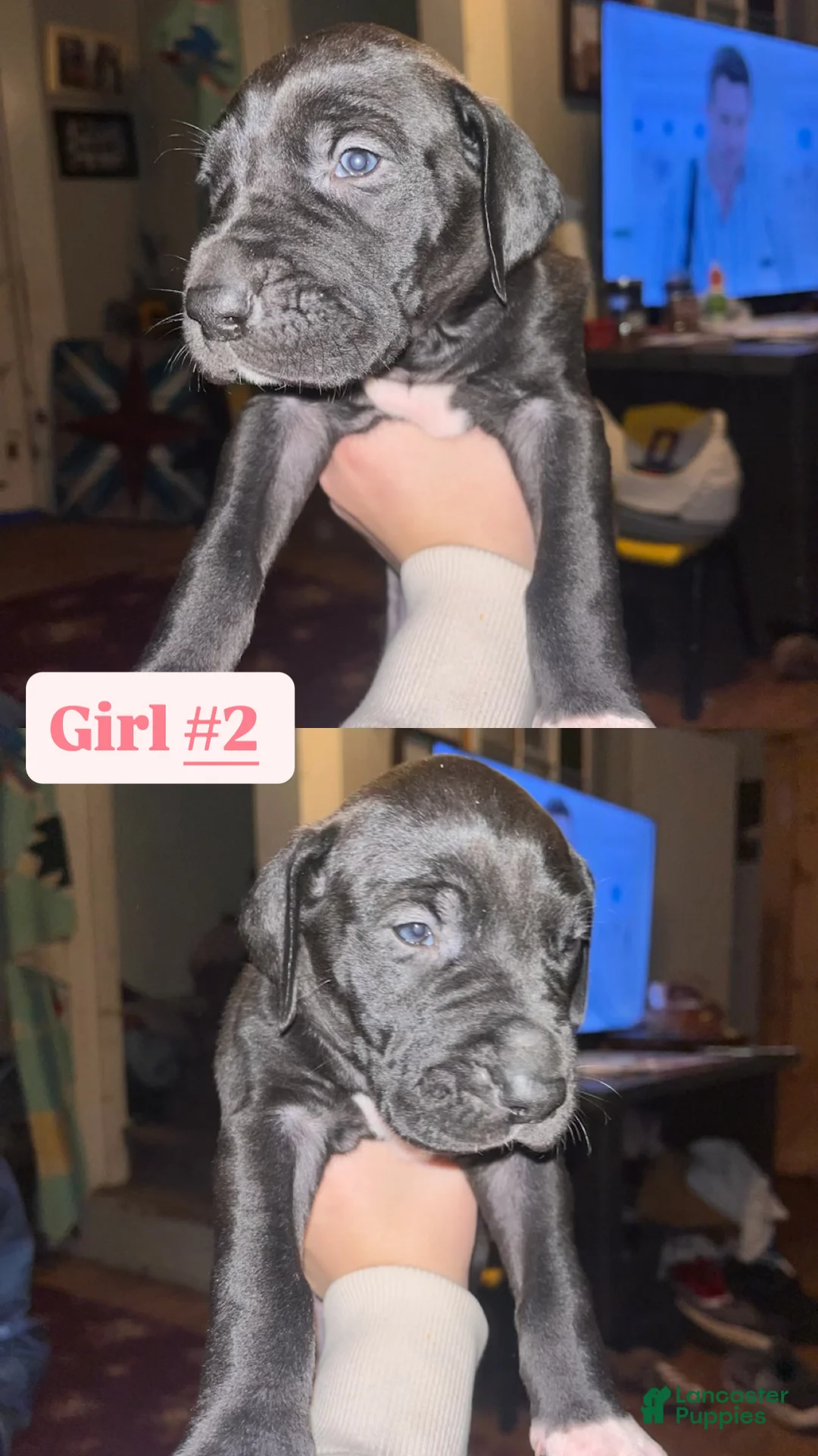 Great Dane dogs for sale: Great Dane Puppy 4 - Ad 1