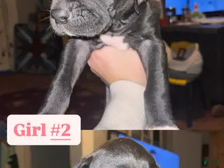 Great Dane dogs Great Dane Puppy 4 - Ad 32