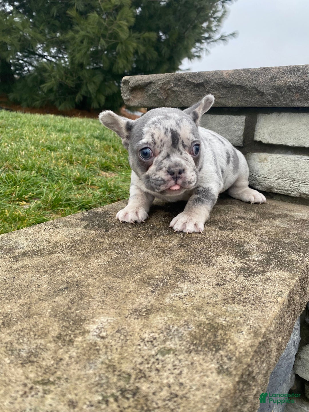 French Bulldog dogs for sale: Sammy - Ad 8
