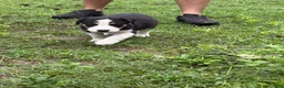 Mixed Breed dogs for sale: Mixed Breed 3 - Ad 4