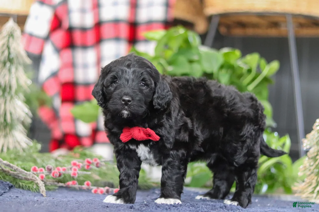 Portuguese Water Dog dogs for sale: Carson - Ad 6
