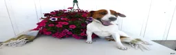 Jack Russell Terrier dogs for sale: Jack Russell Terrier Puppy 1 Max - Ad 4