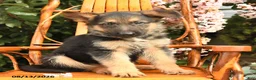 German Shepherd dogs for sale: Harley - Ad 3
