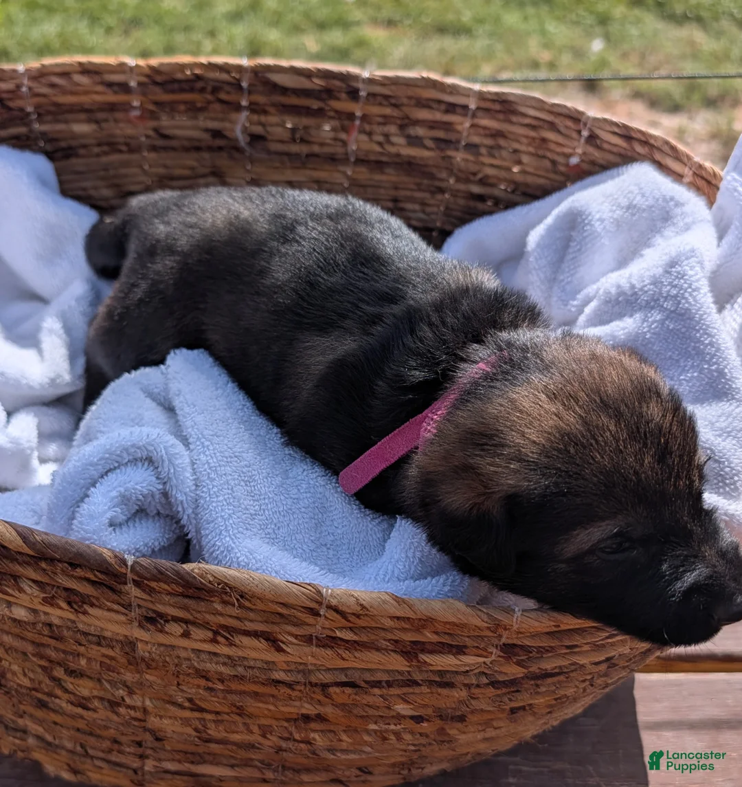 Mixed Breed dogs for sale: Strawberry Swirl - Ad 2