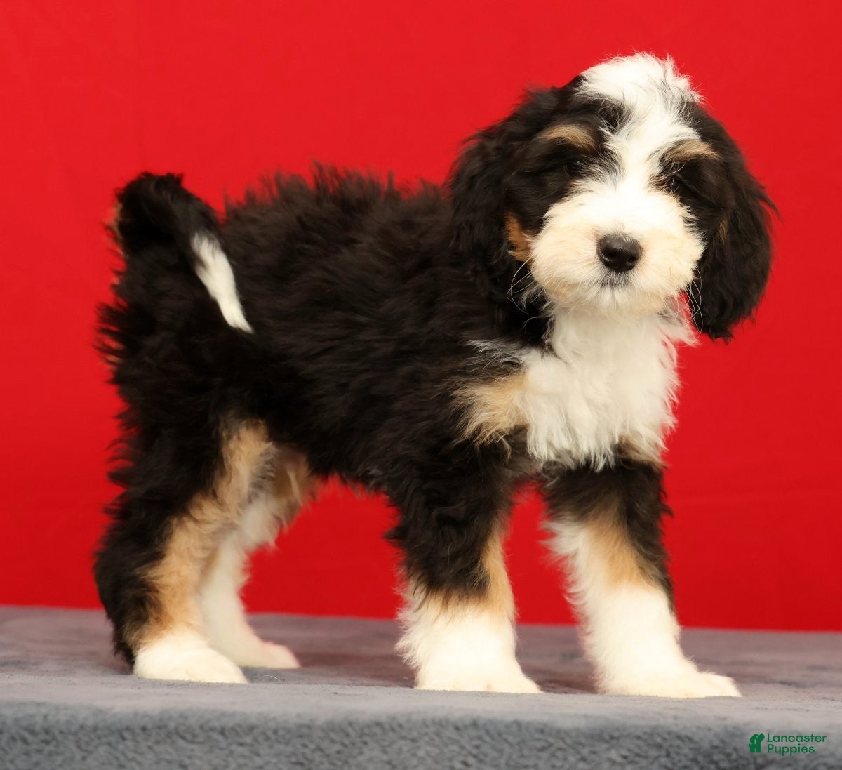 Mini Bernedoodle dogs Oscar - Ad 2