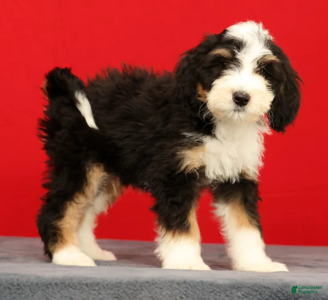 Mini Bernedoodle dogs for sale: Oscar - Ad 2