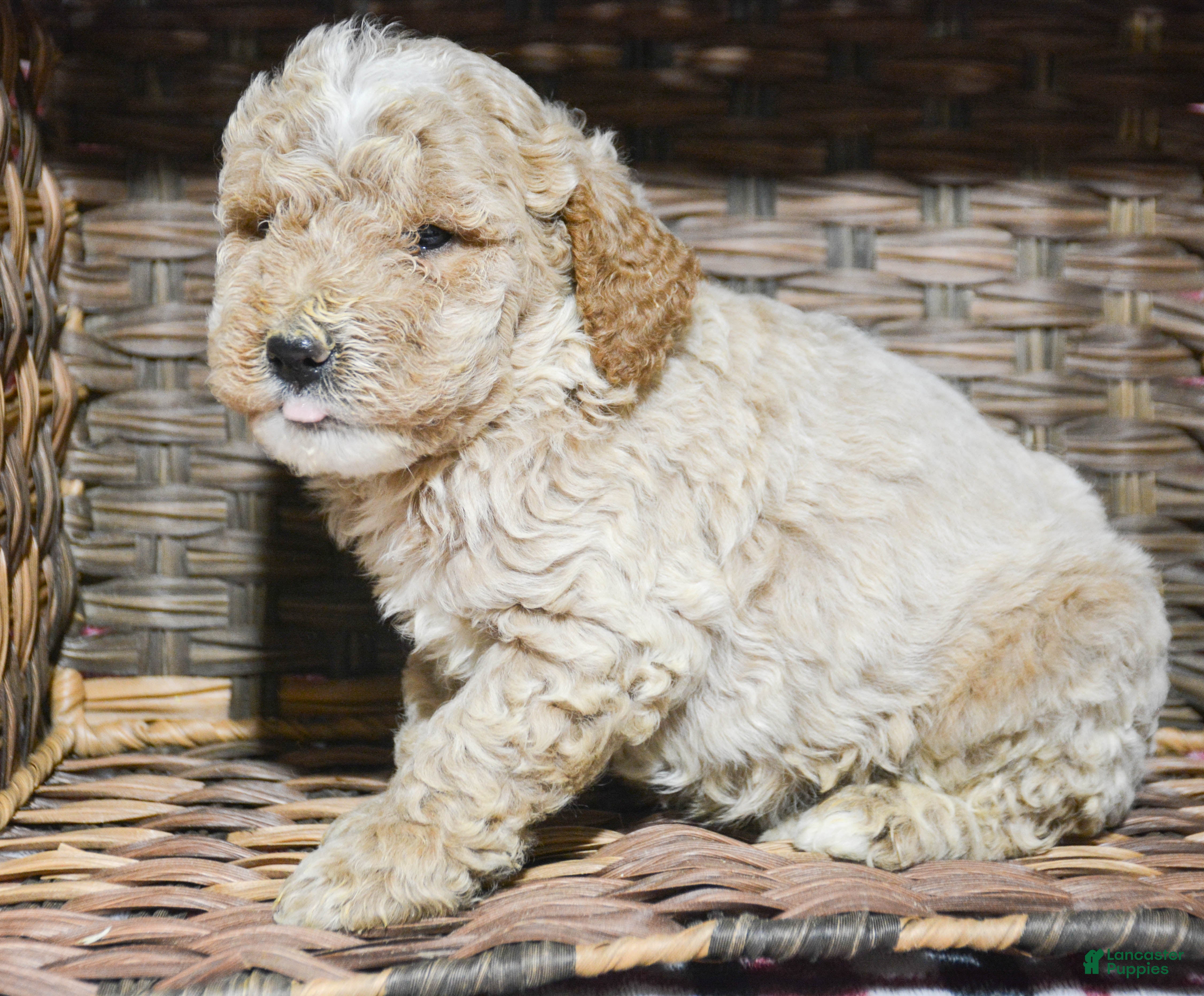 Miniature Poodle dogs Miniature Poodle Puppy 2 Pepper - Ad 17