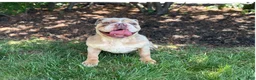 English Bulldog dogs for stud: English Bulldog 1 puppies - Ad 6