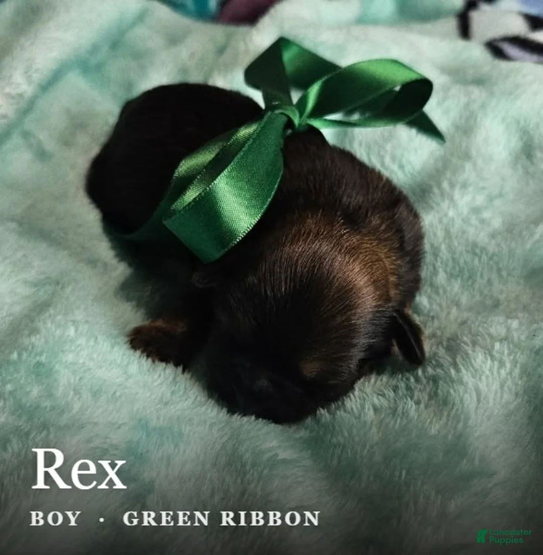 Shih Tzu dogs for sale: Rex  - Ad 2