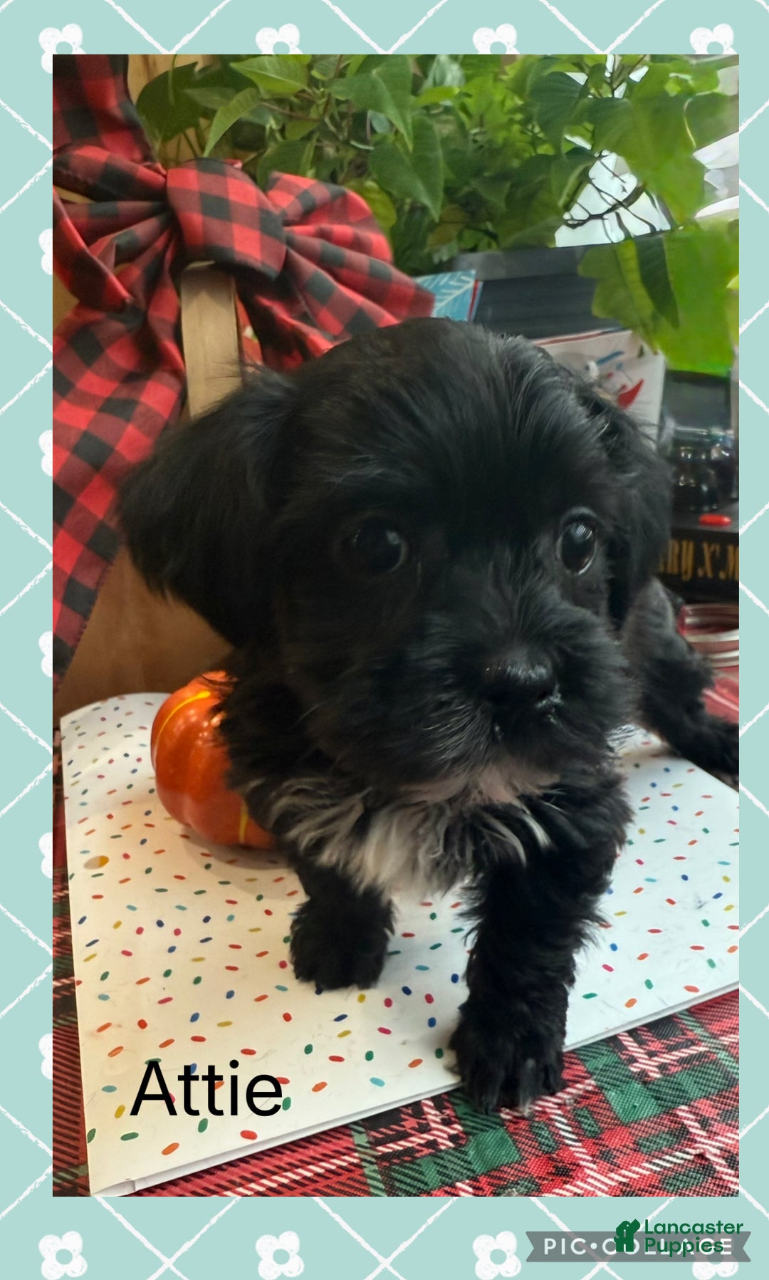 Yorkiepoo dogs for sale: Yorkiepoo litter of 5 puppies - Ad 14