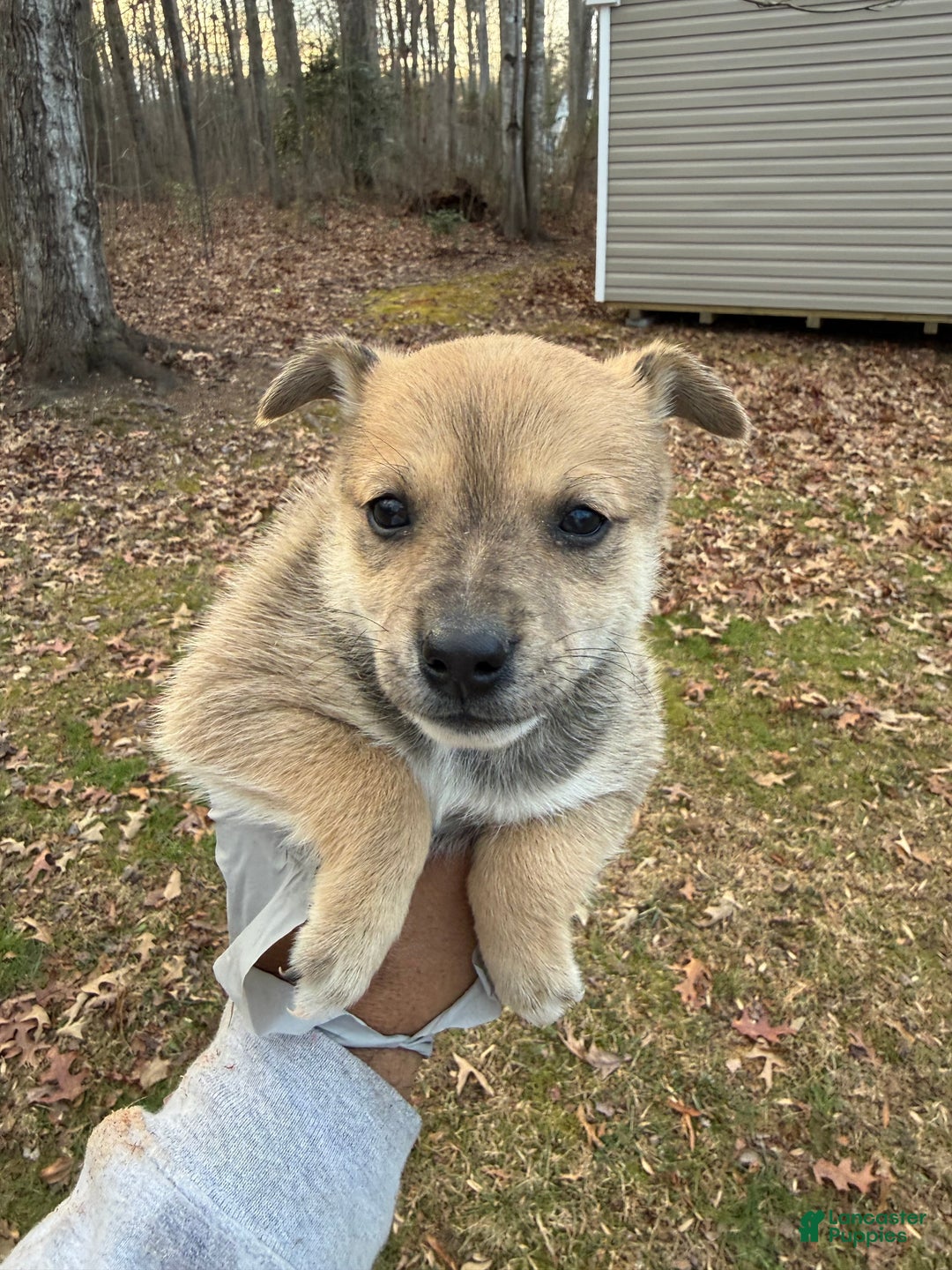 Pomsky dogs for sale: Pomsky Puppy 2 - Ad 1