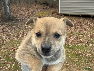 Pomsky dogs Pomsky Puppy 2 - Ad 3