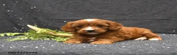 Cavapoo dogs for sale: Linsey - Ad 4