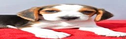 Beagle dogs for sale: Della - Ad 5