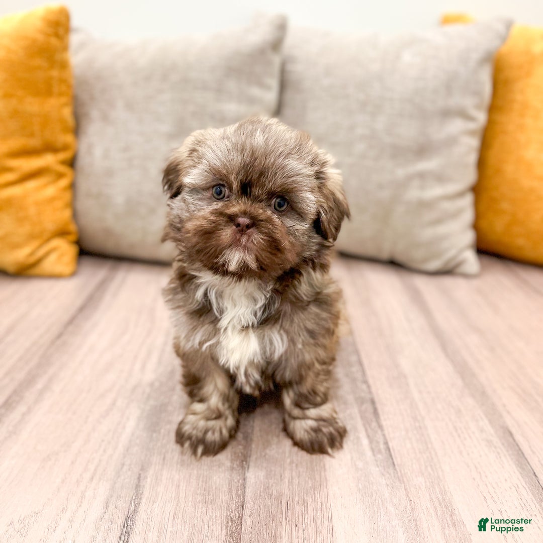 Shih Tzu dogs for sale: Chip - Ad 6