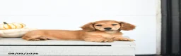 Miniature Dachshund dogs for sale: Pumpkin - Ad 3