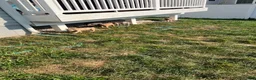 American Bully dogs for sale: American Bully 1 - Ad 12