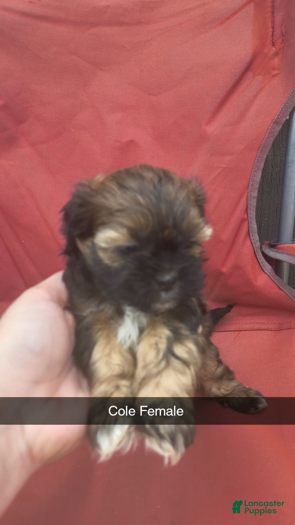 Shorkie dogs Cole - Ad 27