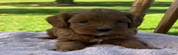 Cavapoo dogs for sale: Rosie - Ad 6