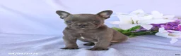 Frenchton dogs for sale: Alex - Ad 3