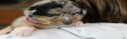 Mixed Breed dogs for sale: Angel - Ad 6