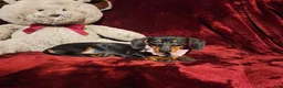 Miniature Dachshund dogs for sale: STELLA - Ad 7