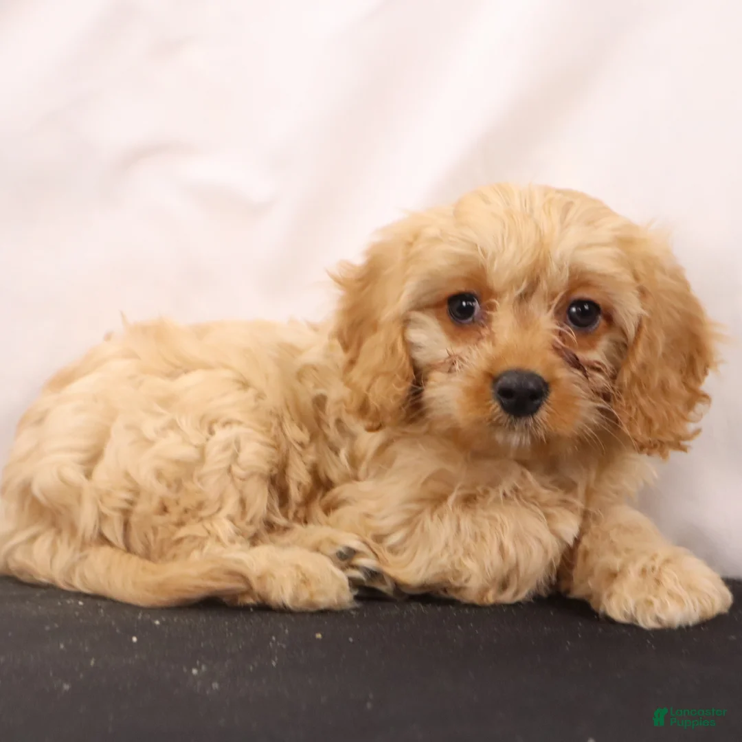 Cavapoo dogs for sale: Chief - Ad 6