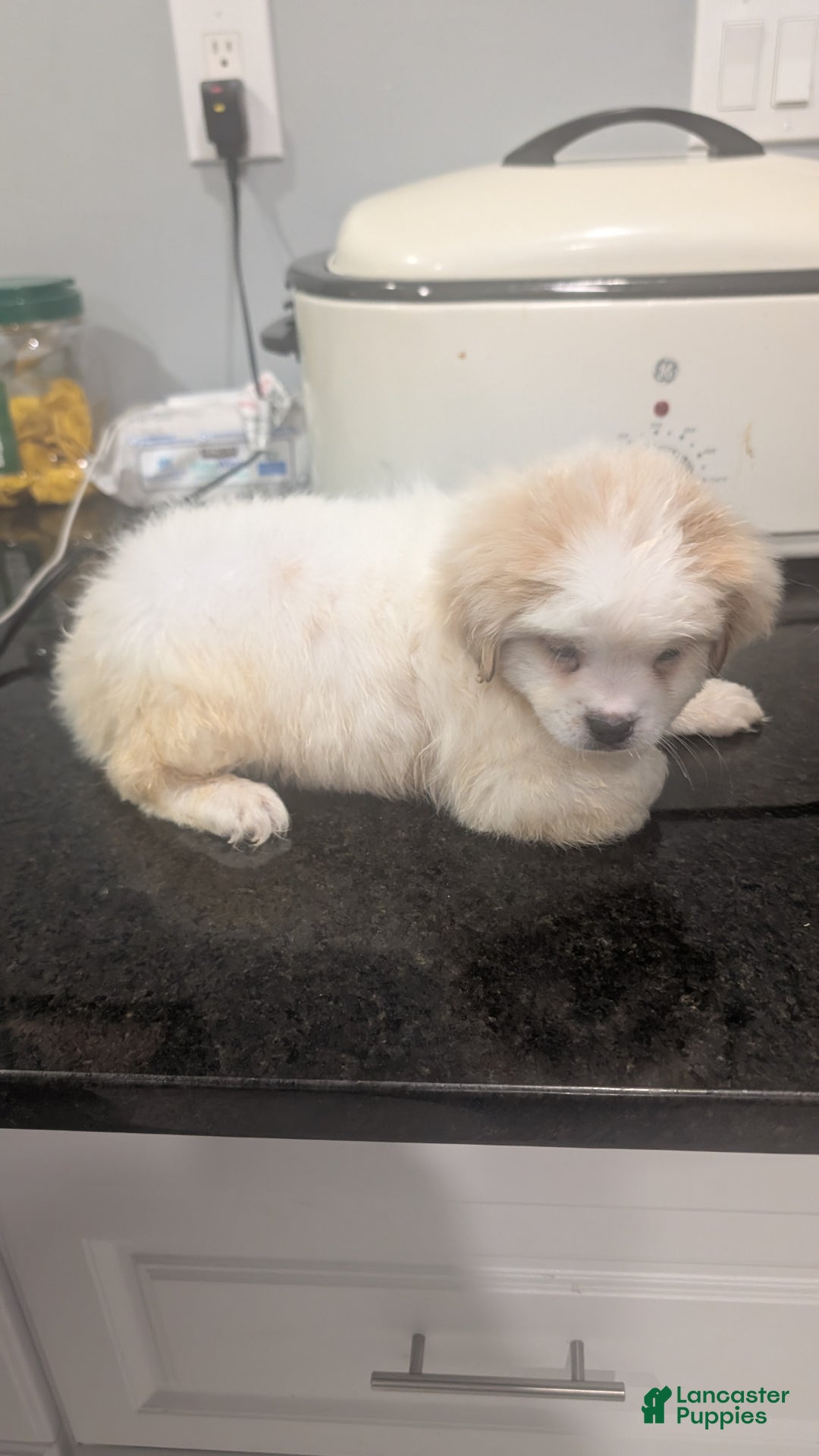 Pomapoo dogs for sale: Pomapoo Puppy 2 - Ad 3