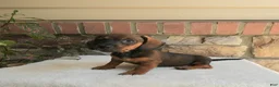 Miniature Dachshund dogs for sale: Toby - Ad 3